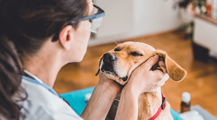 Clinic pet wellness veterinary PET WELLNESS