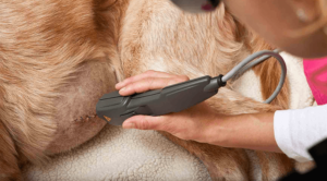 Pet laser therapy in Hales Corners, WI