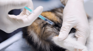 Pet Vaccinations in Hales Corners, WI