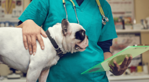 Safe animal surgery in Hales Corners, WI