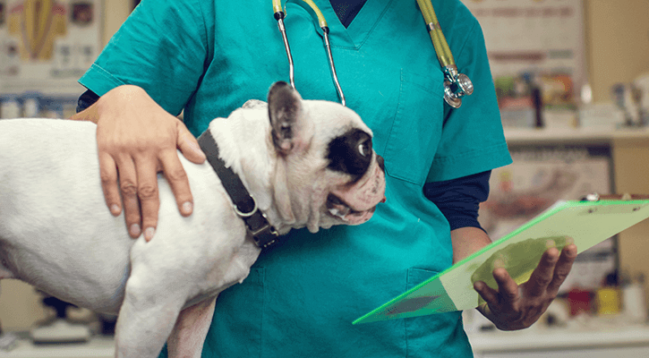 Safe animal surgery in Hales Corners, WI